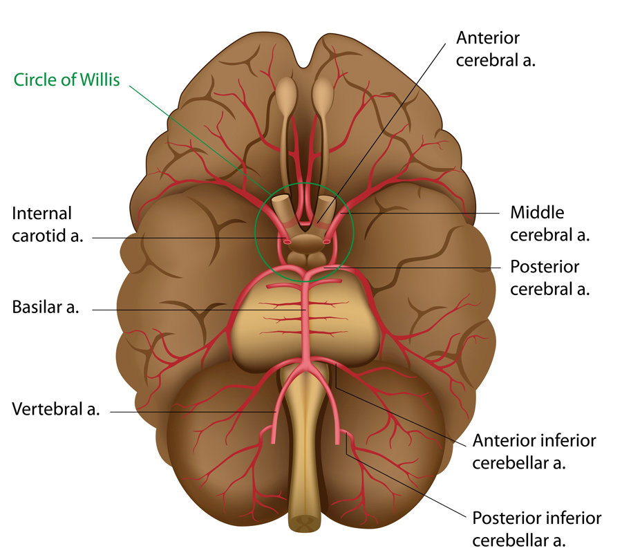 血液脑通信影响全身多器官