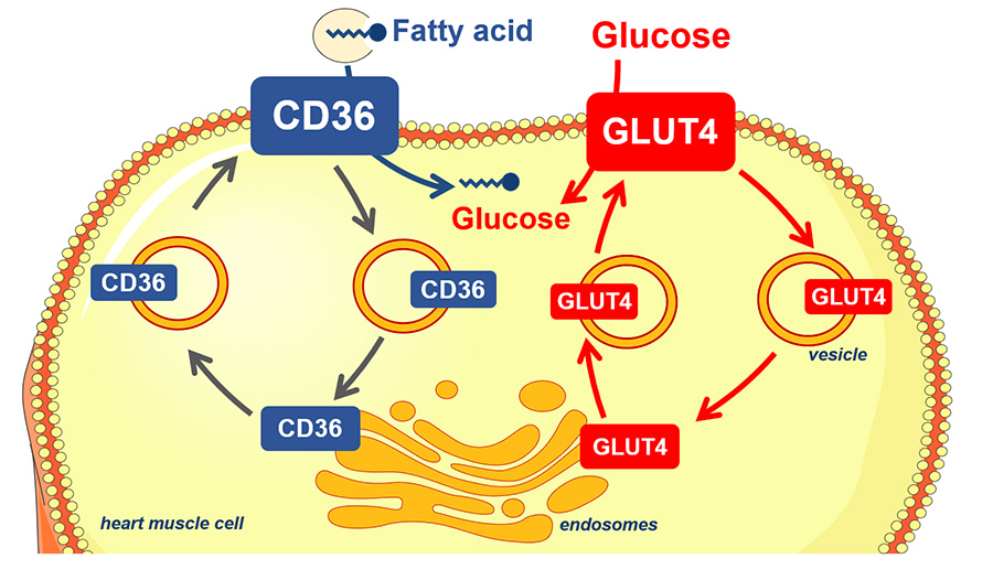 transmbrane蛋白CD36调节脂肪酸进心肌肉细胞