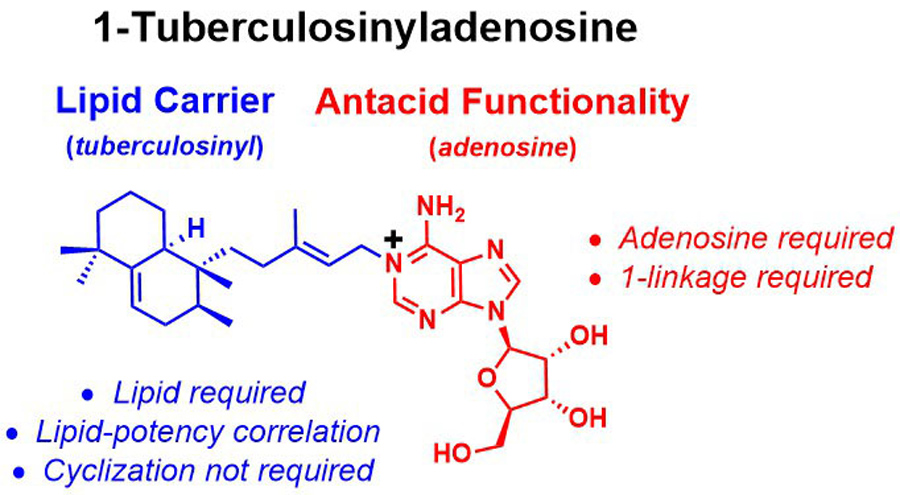 细胞肺部分子结构可阻抗宿主免疫细胞消化