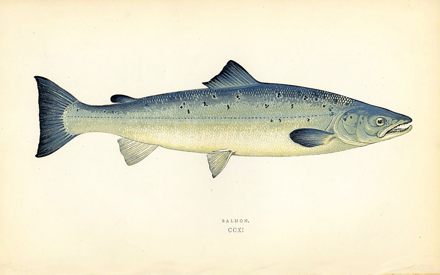 黄背景的鲑鱼画这些鱼曾生活在泰晤士河