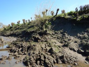 泰晤士河河岸显示银行侵蚀和崩溃