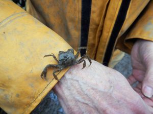 一只小墨蟹坐在某人手腕背上螃蟹与泰晤士河无关