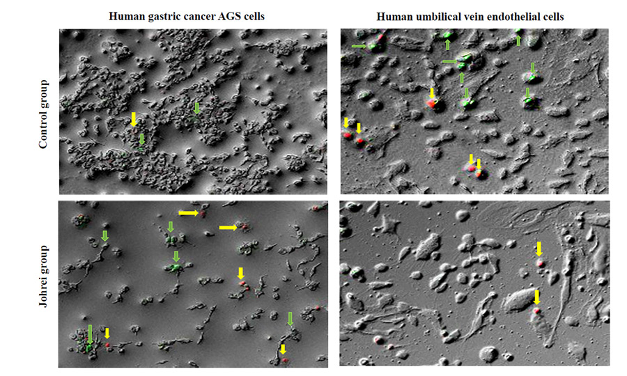 四种细胞文化图片,二类控制组和二类使用Johrei处理