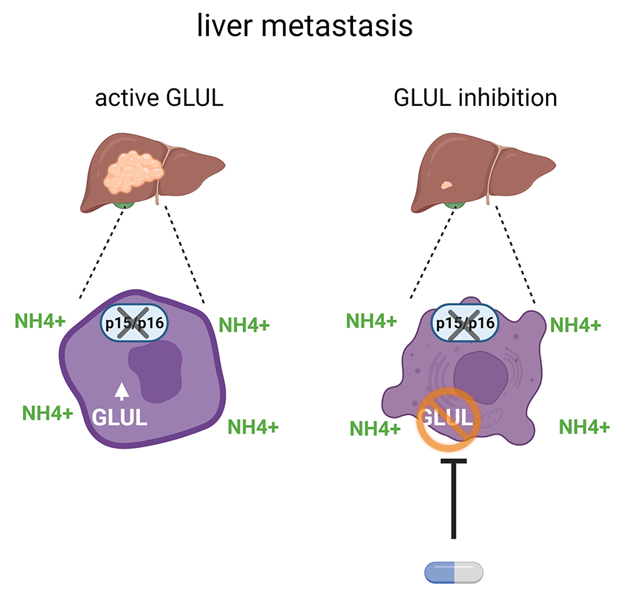 Liver异位使用GLUL基因主动抑制
