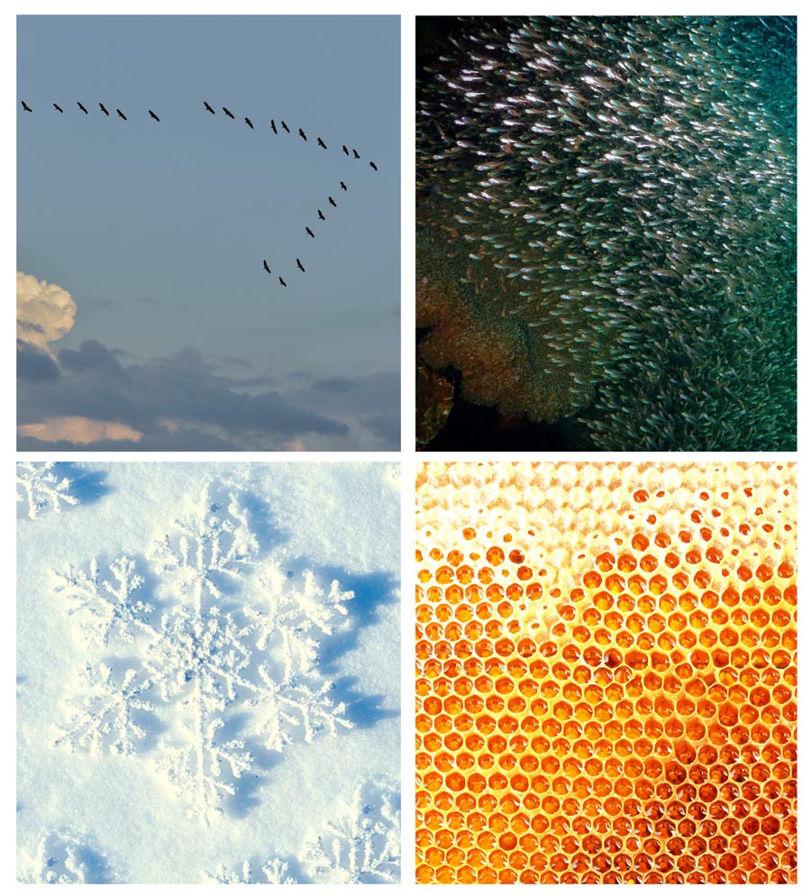 自组织常见于自然中:鸟群和鱼群同步运动以及雪花和蜂窝有序模式