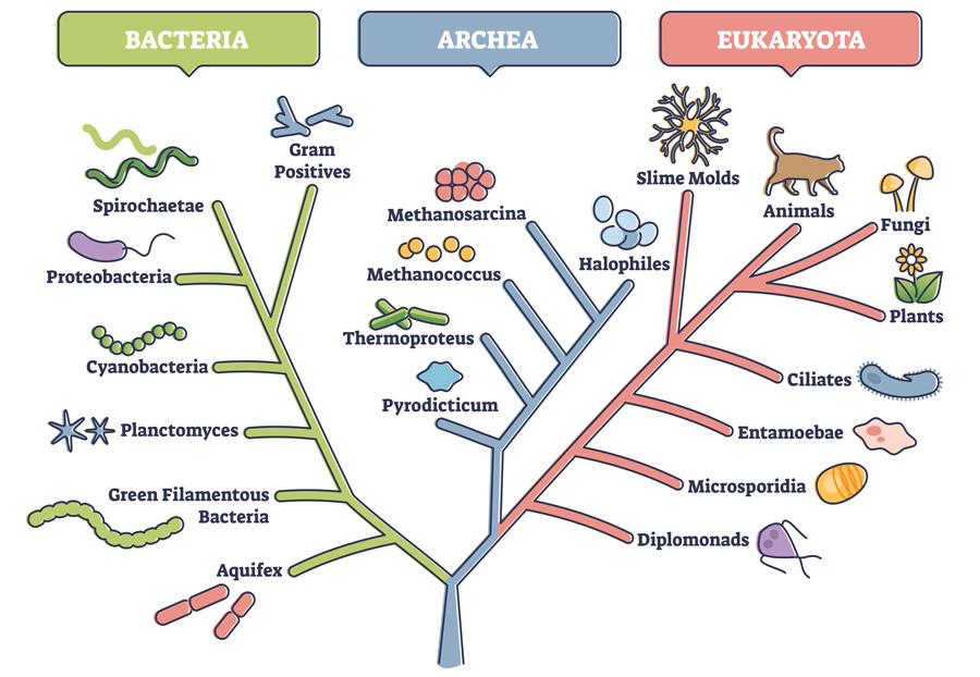 多样性比进化生命树更生动可见
